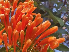 -福建土楼（华安）旅游区•大地土楼群