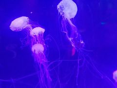 -苏州海洋馆