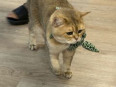 -柴迷FANS CLUB·柴犬狗咖·猫咖