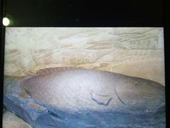 -白鹤梁水下博物馆