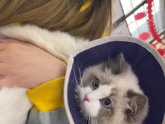 -pd派德宠物中心医院24H急重症·眼科中心·血液透析中心(嵩山北路店)