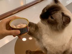 -共舞时光猫咖·狗咖(新街口店)