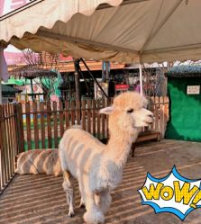 -萌宠亲子动物乐园(槐房万达店)