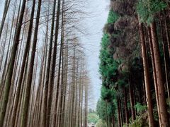 -山王坪喀斯特国家生态公园