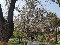 -莲花池公园