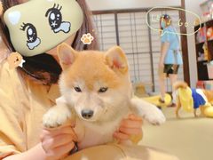 -逗柴咖啡屋·狗咖猫咖宠物桌游