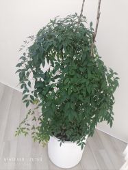 -HEYAN荷妍专业脱毛连锁机构
