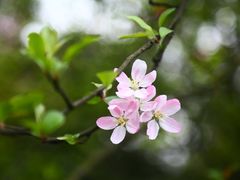 景点-铁山坪森林公园