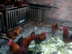 正宗跑山鸡哦-香霸头跑山鸡