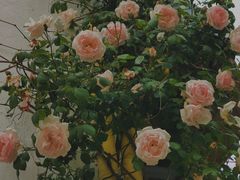 -春风十里咖啡馆
