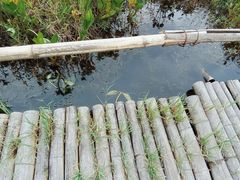 -腾冲北海湿地