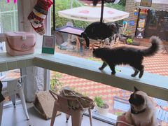-有猫主题·治愈系猫咖(曾厝垵店)