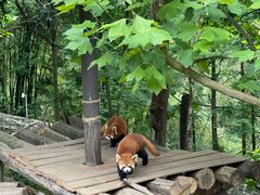 -都江堰中华大熊猫苑