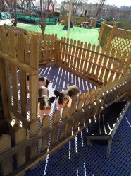 -萌宠亲子动物乐园(槐房万达店)