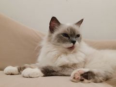 -怪兽屋·羊驼·猫咖·狗咖(俊华广场店)