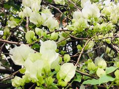 -呀路古热带植物园