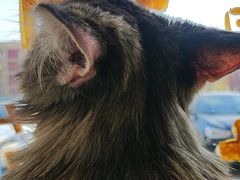 -平行世界·猫咖(首经贸店)