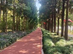 -上海长兴岛郊野公园