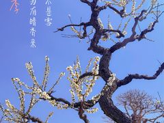 -莘庄梅园