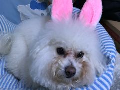 -菲丽丝宠物医院·24小时·猫科中心·免疫点(淮海分院)