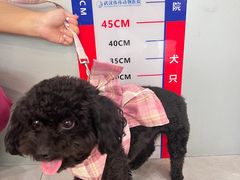 -伟伟宠物医院·CT影像中心·瑞派犬猫综合性门诊(汉口总院)