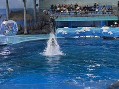 -海合安成都极地海洋公园