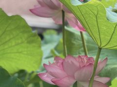 -陈家山荷花公园