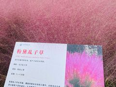 -羊亭河湿地公园