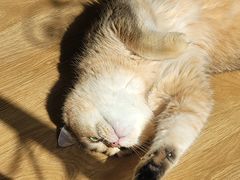 -滚猫咖啡·猫咖·猫友好撸猫(未来城店)