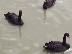 -新疆天山野生动物园
