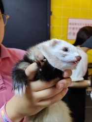 -神奇动物撸宠馆·羊驼·小浣熊·异宠(豫园店)