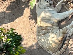 -深圳野生动物园
