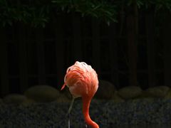 -上海野生动物园