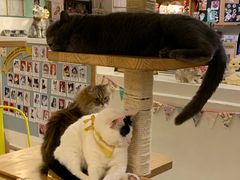 -10 corso como (江南店)