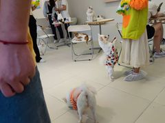 -怪兽屋·羊驼·猫咖·狗咖(俊华广场店)