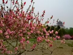 -莲花池公园