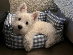 -哈根达斯(大洋百货店)