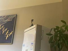 -梵猫·新养生(南坪万达店)