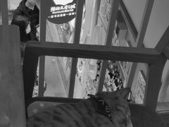 -猫的天空之城概念书店(苏州平江店)