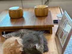 -楼上猫咖(罗湖店)