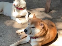 -柴犬高等学院·狗咖·柴犬售卖·宠物训练