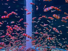 -海合安成都极地海洋公园