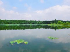 -溱湖国家湿地公园