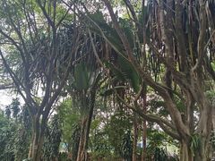 -瑞丽独树成林风景区