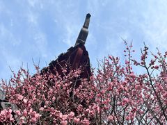 -梅花山(明孝陵内)