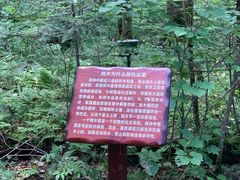 -汤旺河林海奇石景区