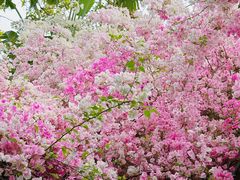 -深圳国际园林花卉博览园