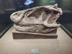 -自贡恐龙博物馆