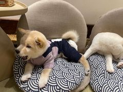 -逗柴咖啡屋·狗咖猫咖宠物桌游