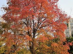 -重庆中央公园(渝北区)